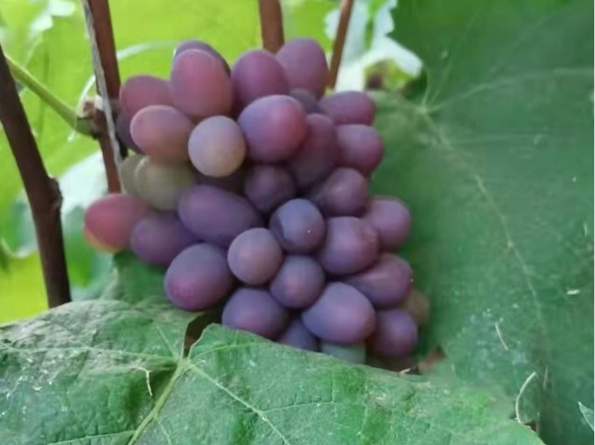 葡萄增产措施，葡萄膨大专用膨果水溶肥。